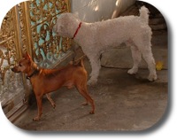 my dogs